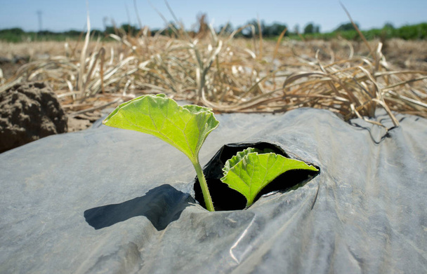 Jovem planta brotando através do buraco de plástico protetor. Sprout Santa Claus melão ou cultivo de melão Piel de Sapo - Foto, Imagem
