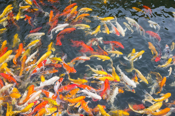 Koi fish swimming at pond - Photo, Image