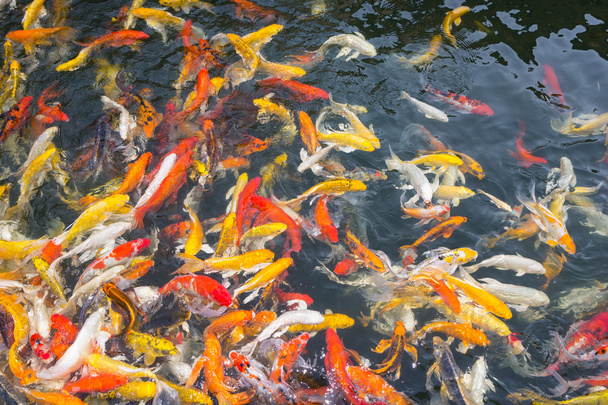 Peixes Koi nadando na lagoa
 - Foto, Imagem