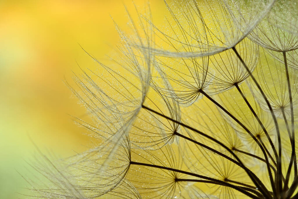 Close up de sementes aladas de dente-de-leão planta cabeça com gotas de orvalho - Foto, Imagem