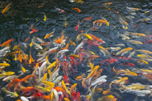 Рыба кои плавает у пруда
 - Фото, изображение