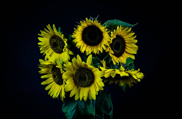 Bright blooming yellow decorative sunflower - Foto, Imagem