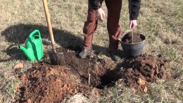 Jardinero en huerto plantando manzano joven
 - Metraje, vídeo