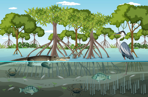 Bosque de manglares escena del paisaje durante el día con muchos animales diferentes ilustración - Vector, Imagen