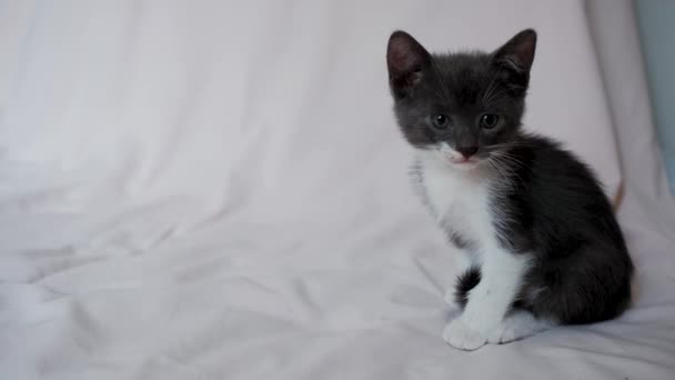 Schattig grijs wit katje zit op sprei, voorzichtig vooruit kijkend met voorzichtigheid. 4K beelden met jonge huiskat. Reclame voor dierenwinkels. - Video