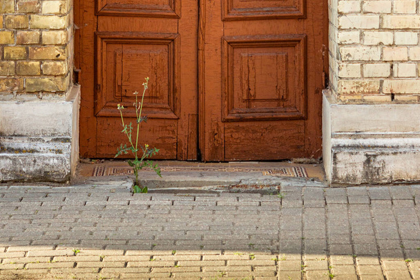 La fleur pousse à partir de l'asphalte près de la vieille maison. Cadre horizontal.  - Photo, image