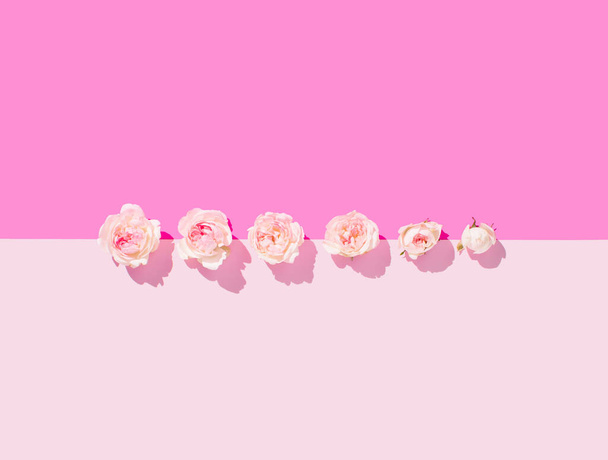 Concepto creativo romántico con rosas en orden. Flores arreglo isométrico. Tonos de fondo rosa. Color magenta. Tolerancia bandera amor. - Foto, Imagen