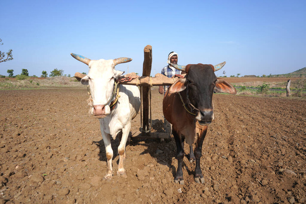 Indický farmář orá býkem na svém poli, Maháráštra, Indie. - Fotografie, Obrázek