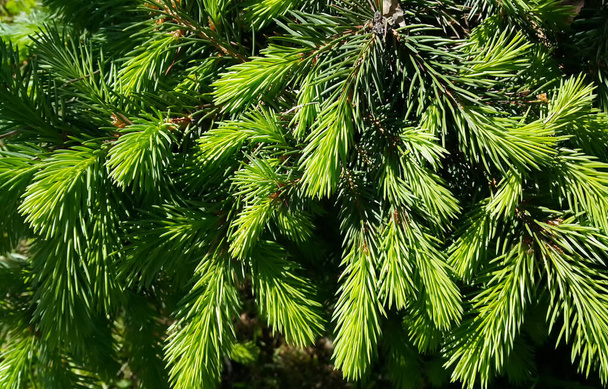 Beautiful fresh branch of evergreen coniferous tree in sunlight, close-up - Photo, Image
