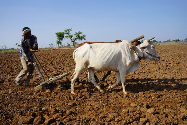 Fermier indien labourant avec des taureaux dans son champ, Maharashtra, Inde. - Photo, image