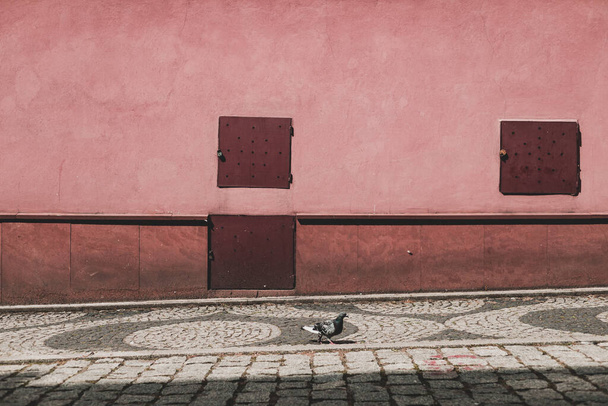 pombo na rua, tons de vermelho, parede colorida - Foto, Imagem