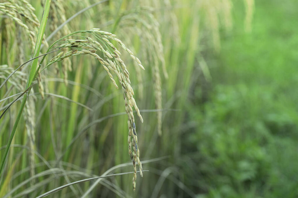 Orejas de arroz dorado en el campo de arroz. - Foto, Imagen