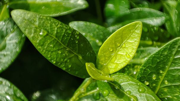 Gotas de lluvia en las hojas. Planta húmeda. Gotita - Foto, Imagen
