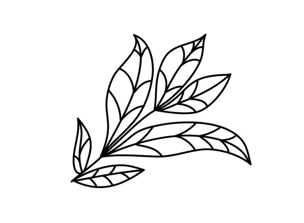 Mão desenhado vetor árvore ramo monolina. Sílhueta de erva de folha preta isolada no fundo branco. Ilustração botânica para impressão, cartão de casamento, cartão de convite, cartaz floral - Vetor, Imagem