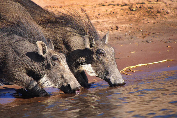 Warthog, Phacocherus Africanus, Chobe River, Chobe National Park,ボツワナ,アフリカ - 写真・画像