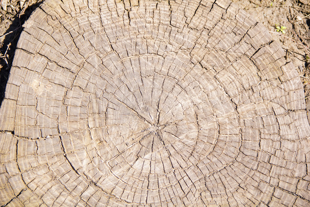 Brown texture stem tree - Zdjęcie, obraz