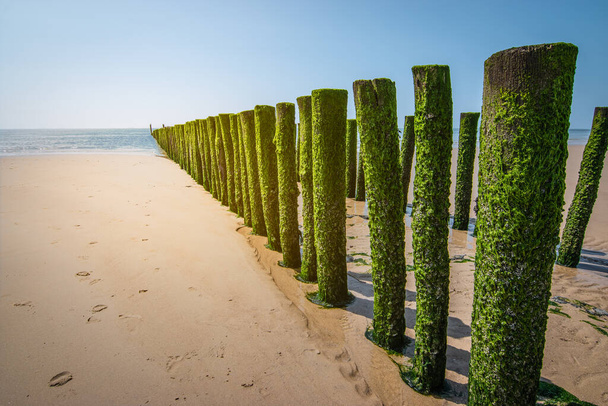 Rompeolas de madera con algas verdes en la playa en marea baja, Mar del Norte, Países Bajos. - Foto, imagen