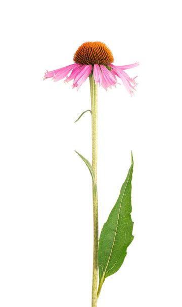 Echinacea purpurea fleurs isolées sur fond blanc. plante médicinale à base de plantes - Photo, image