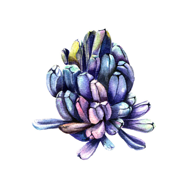 Branch of watercolor blue hyacinth flower, hand painted. Bright reds, vintage painting style. Flower discovery, bud, painted with watercolor and isolated on a white background. - Foto, immagini