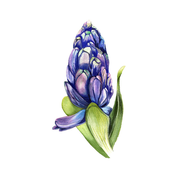 Branch of watercolor blue hyacinth flower, hand painted. Bright reds, vintage painting style. Flower discovery, bud, painted with watercolor and isolated on a white background. - Фото, изображение