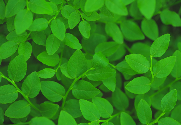 πράσινο φόντο φύλλα - Φωτογραφία, εικόνα