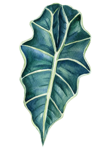экзотический лист на изолированном белом фоне. ботаническая иллюстрация, акварель - Фото, изображение