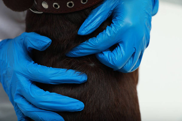 Veterinarian examining dog's skin for ticks, closeup - Foto, afbeelding