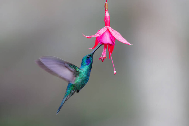 ハチドリ-美しい花から蜜を拾うために飛んでいる緑の紫色の耳(Colibri thalassinus) 、サンジェラルド・デル・ドタ、サヴェグレ、コスタリカ。自然の中での野生動物の行動シーン. - 写真・画像