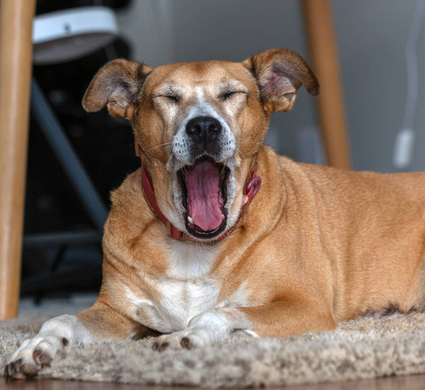 Uma cadela sênior bocejando em um tapete. Amante de animais. Defensor de animais. Amante de cão. - Foto, Imagem