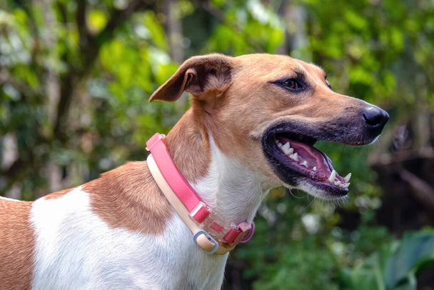 Una hermosa perra manchada con la boca abierta, vistiendo un collar rosa, pasea por un bosque de la ciudad. Día caluroso. Amante de animales. Amante de mascotas. Amante del perro. - Foto, imagen