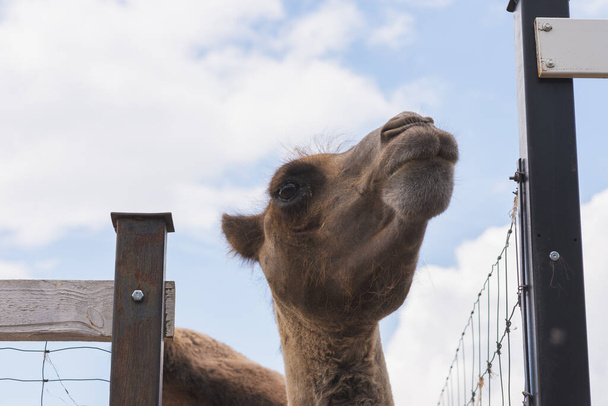 Brown χαριτωμένο κεφάλι καμήλα είναι πίσω από το φράχτη. Καμήλα τιτιβίζει έξω από το φράχτη στο ζωολογικό κήπο σε ένα καλοκαίρι. - Φωτογραφία, εικόνα