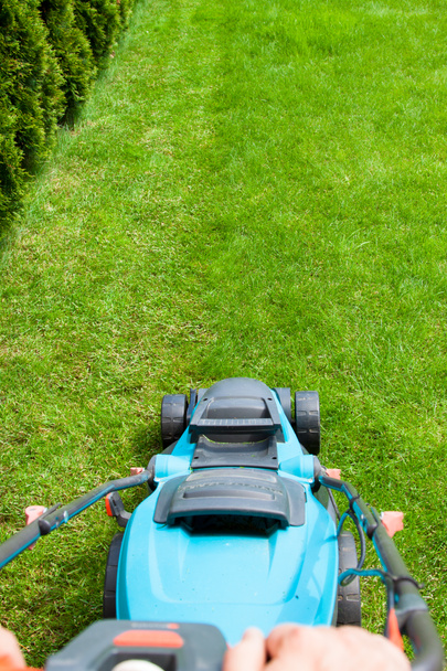 Green grass is mowed lawn mower - 写真・画像