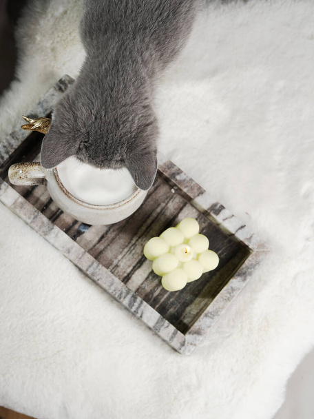 Decoración del hogar: Un gatito gris olfateando en una taza con capuchino de leche y una vela de burbuja en una bandeja de mármol sobre una manta mullida blanca - Foto, imagen