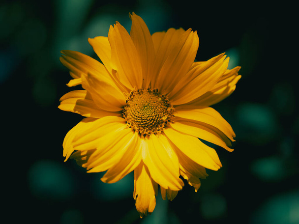 A single mountain arnica flower, close-up. Arnica is also known by the names mountain tobacco, leopard's bane and wolfsbane. - Zdjęcie, obraz