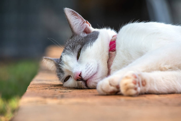 Una bella gatta bianca con le orecchie grigie che dorme su un marciapiede. Mondo animale. Amante degli animali. Difensori degli animali. Amante dei gatti. - Foto, immagini