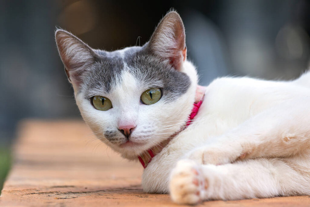 A beautiful white female cat with gray ears lying on a sidewalk. Animal world. Pet lover. Animals defenders. Cat lover. - Photo, Image