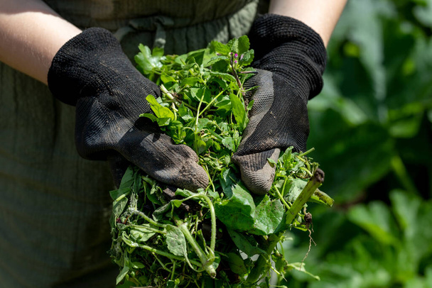 Bauer in Handschuhen hält Unkraut in der Hand, nachdem er die Beete im Gemüsegarten jätet - Foto, Bild