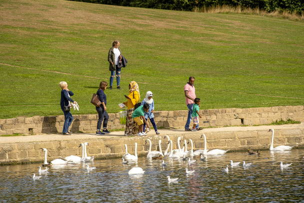 White Swans wordt gevoed door een familie op Waterloo Lake in Roundhay Park, Leeds, West Yorkshire, Engeland, Verenigd Koninkrijk. - Foto, afbeelding