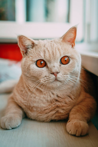 british breed cat of light color sits on the window - Фото, изображение
