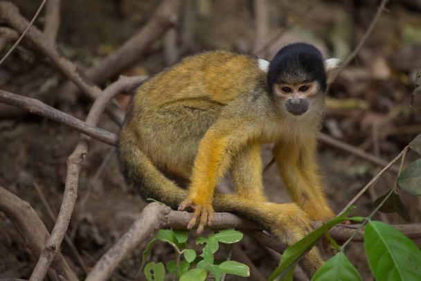 Side on closeup portrait of Golden Squirrel Monkey (Saimiri sciureus) sitting on branch and looking at camera Pampas del Yacuma, Bolivia. - Photo, Image