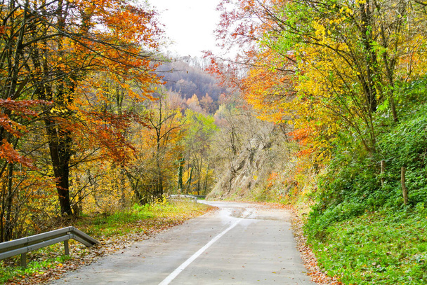 Camino de asfalto a través del bosque en otoño (con árboles con coloridas hojas amarillas, naranjas, rojas, marrones y verdes), en la montaña Kozara, en el parque nacional, cerca de la ciudad de Prijedor, RS, Bosnia y Herzegovina - Foto, imagen