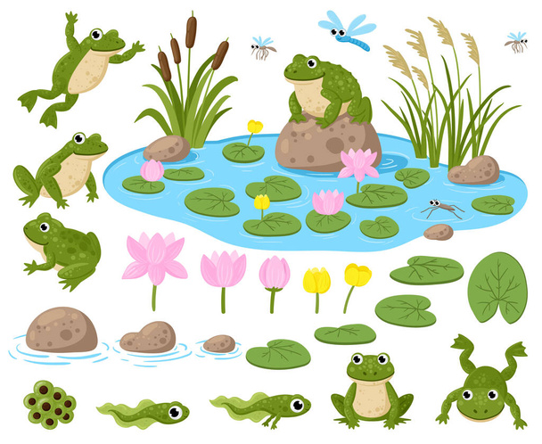 Βατραχάκια. Χαριτωμένες μασκότ αμφίβια, βατραχοπόδαρα, γυρίνους, πράσινα βατράχια, νούφαρα, καλοκαιρινή λίμνη και έντομα διάνυσμα εικονογράφηση σετ. Βάτραχοι βιότοποι - Διάνυσμα, εικόνα