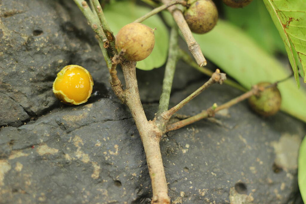 Luonnonvaraiset hedelmät Maharashtran metsissä. Pienet vihreät hedelmät oranssi liha sisällä. - Valokuva, kuva