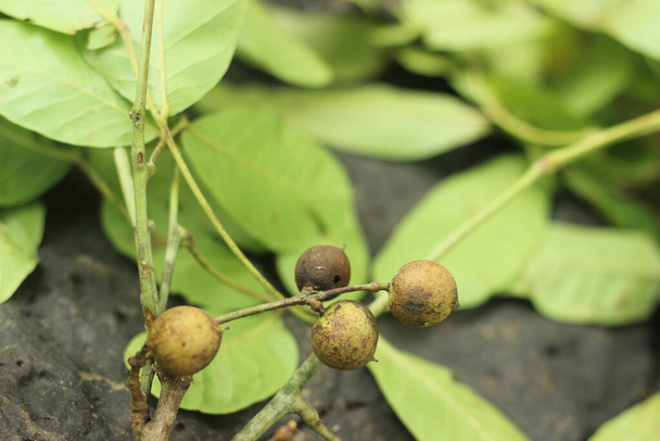 Luonnonvaraiset hedelmät Maharashtran metsissä. Pienet vihreät hedelmät oranssi liha sisällä. - Valokuva, kuva