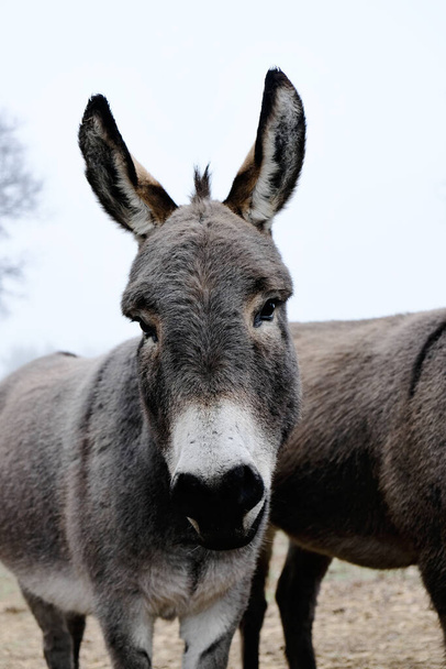 close-up tiro de burros bonitos na fazenda - Foto, Imagem