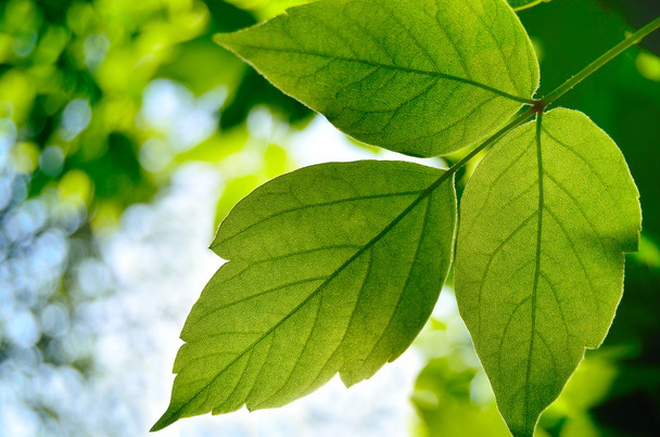 Green maple leaf - Fotó, kép