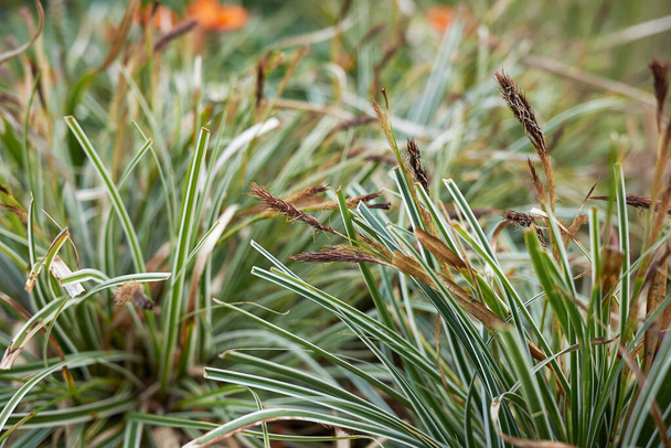 hojas abigarradas de hierba Carex oshimensis - Foto, imagen