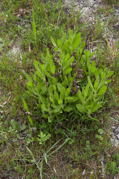 Dittrichia graveolens verse planten - Foto, afbeelding