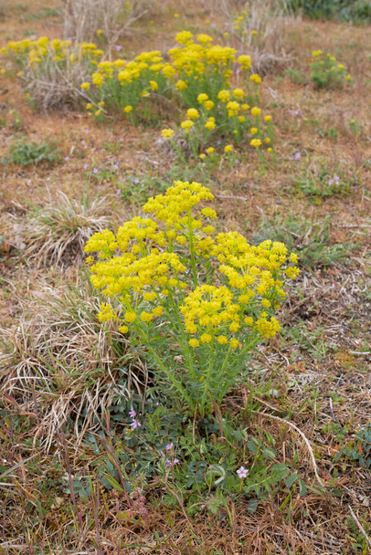 Жовті суцвіття Юпхорбії
 - Фото, зображення