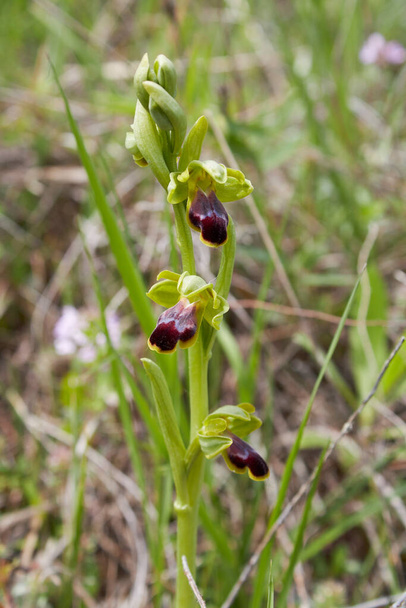Ophrys fusca brown and red inflorescence - Photo, Image